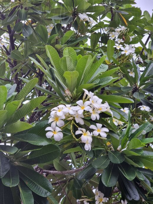 frangipani blooms