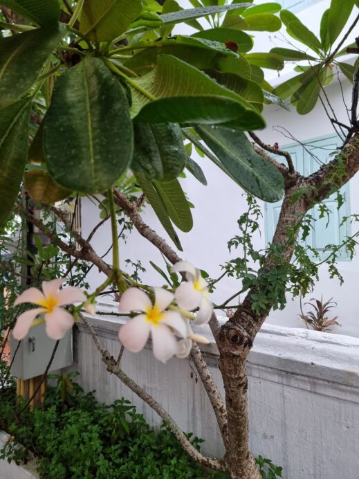 Champa flowers in Laos