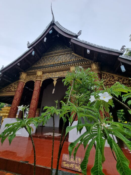 frangipani at the temples