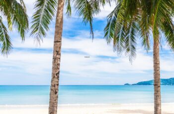 palm trees on the beach