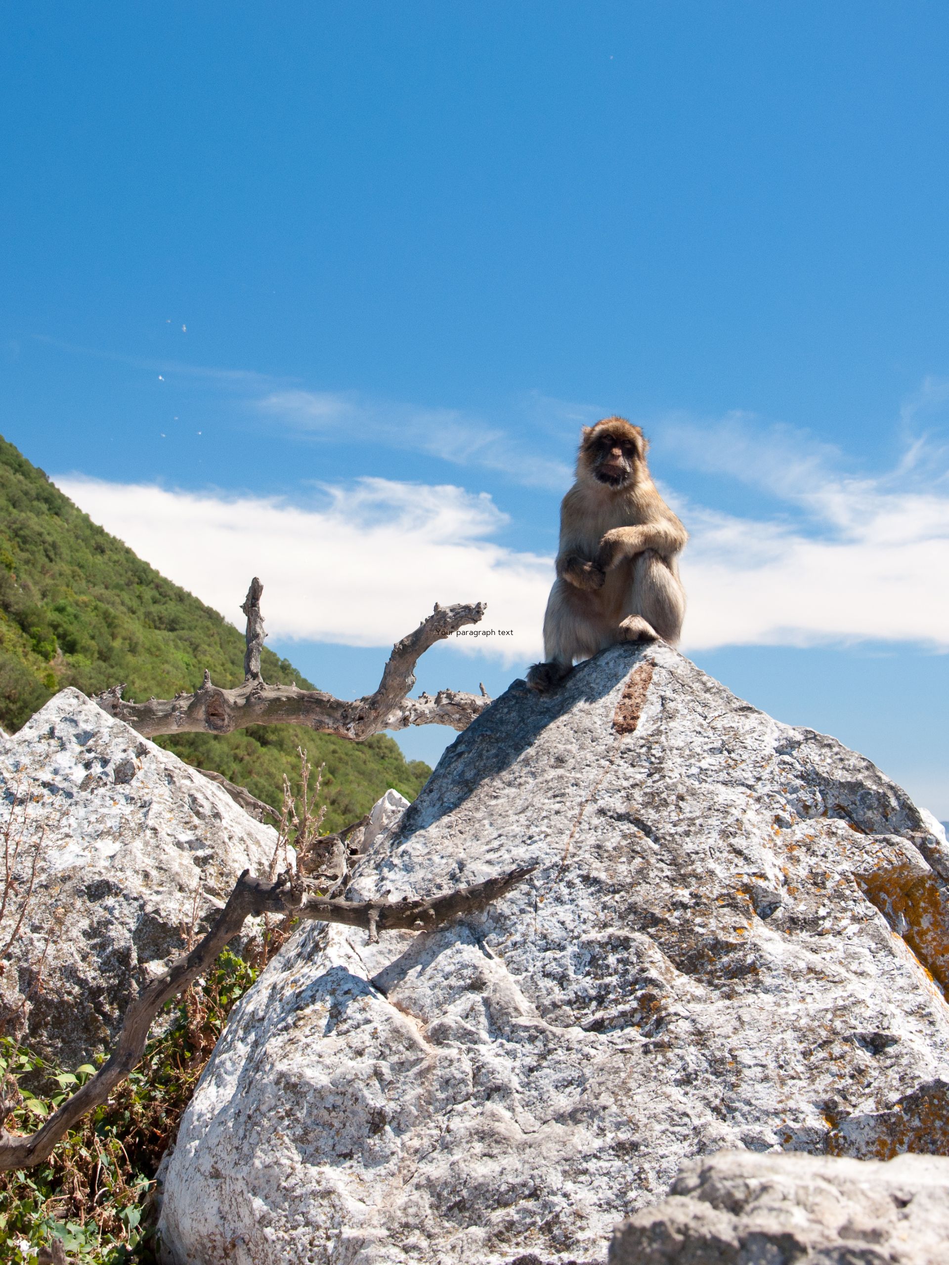 monkey in Gibraltar