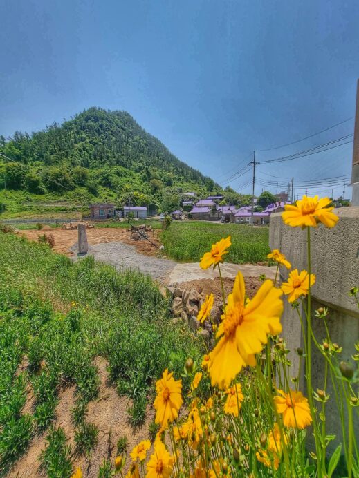 Canola flowers Purple Island Marble markers South Korea