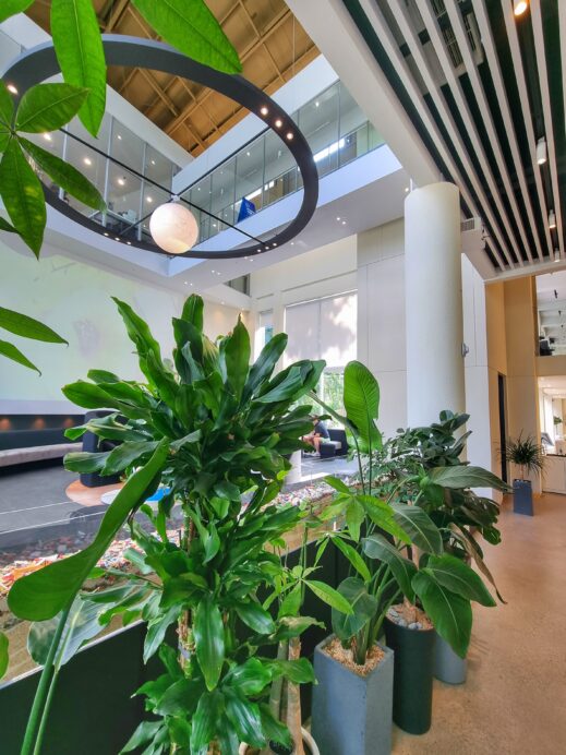 Cafe Pace Popo: plants