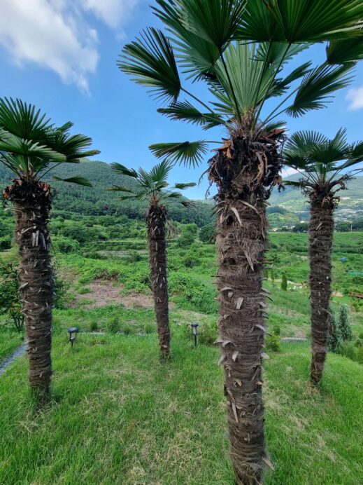 Baraemi Vanessa palm trees