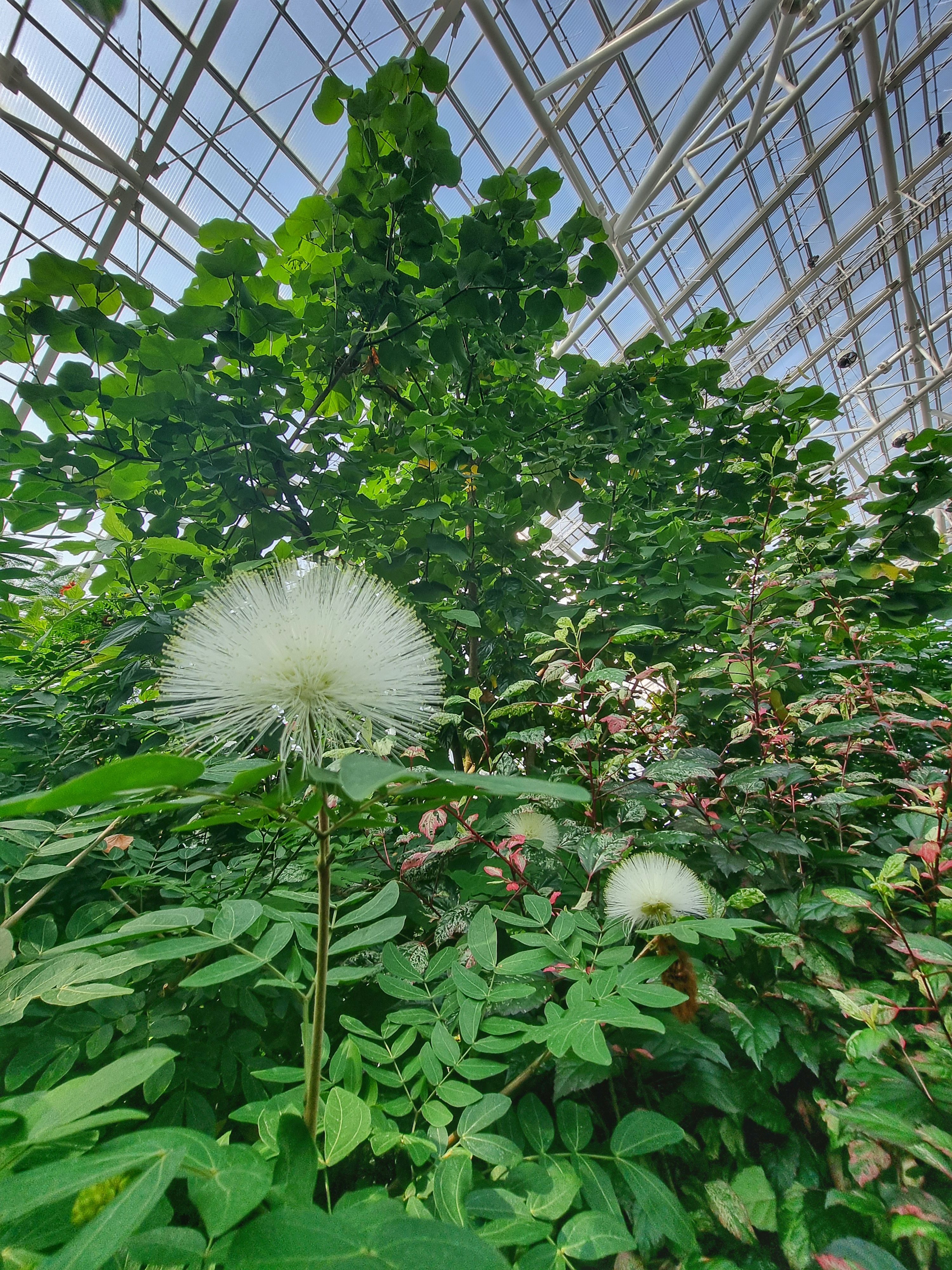 Sejong-botanical-garden-Kyung-Sook