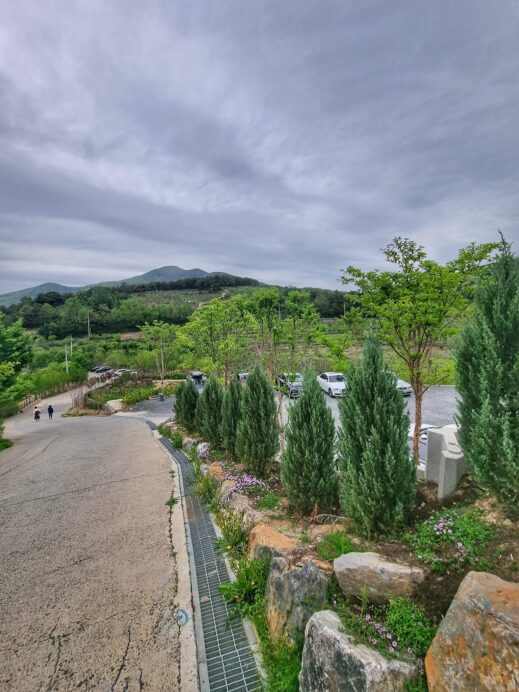 Soumou Cafe Cheongdo evergreens