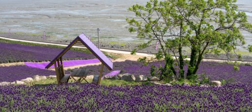 Purple,Lavender,Flower,Garden,Of,Shinan,Purple,Island,,Island,Of