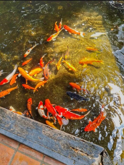 orange and yyellow koi fish at Khum Hom Cafe