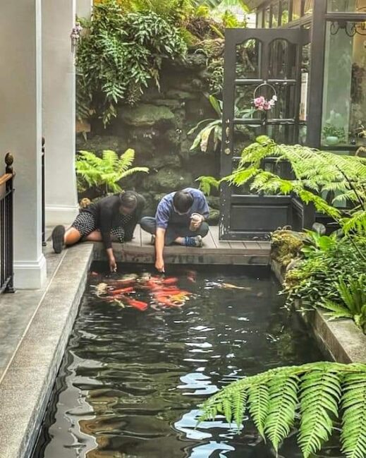 feeding the koi fish at Khum Hom Cafe