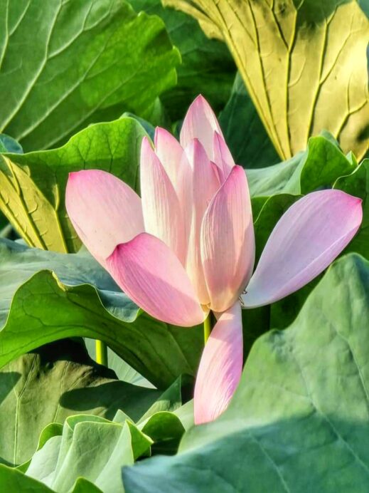 Banyawol Lotus Complex pink flower