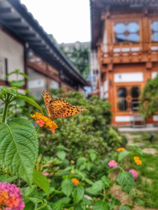 Romance Papa: A Traditional Daegu Cafe butterfly