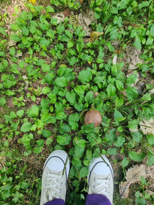 wild mushrooms