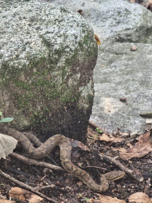 Gloydius brevicauda is a venomous_pitviper in Sangju