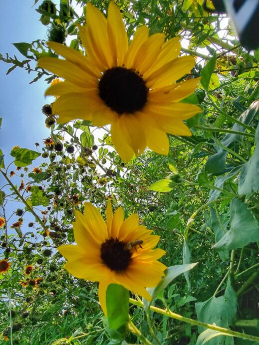 Banyawol Lotus Complex with sunflowers plants