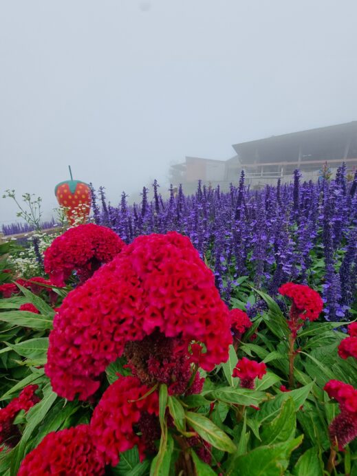 red cone flower at Mon Jam