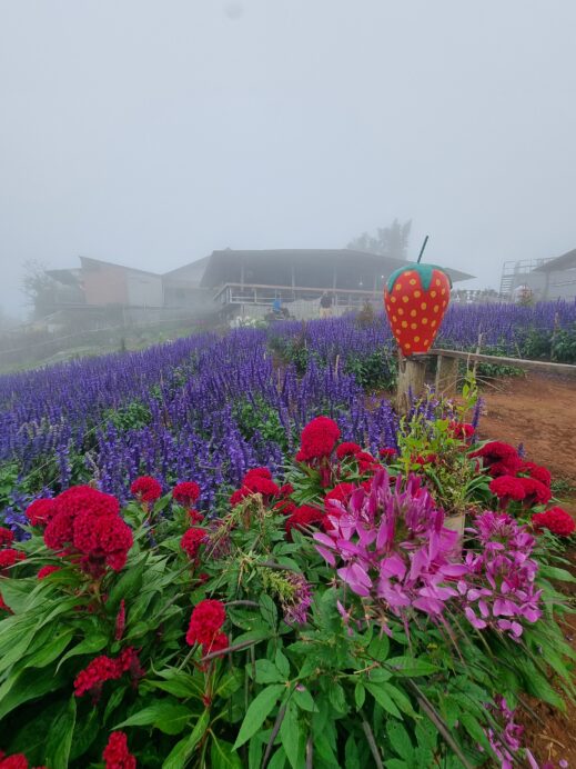 Mon Jam purple field