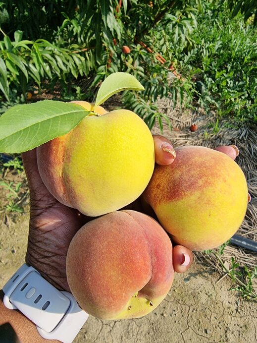 Me at Banyawol Lotus Complex with a handful of peaches from Mr. Che.