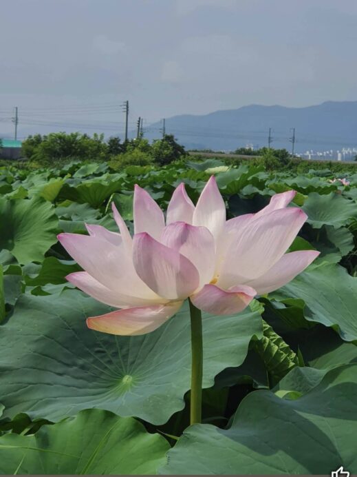 Banyawol Lotus Complex single flower