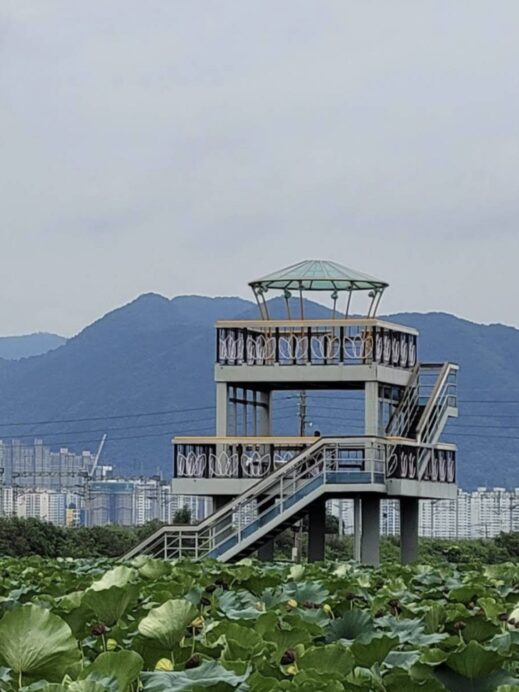 Banyawol Lotus Complex elevated building in the garden