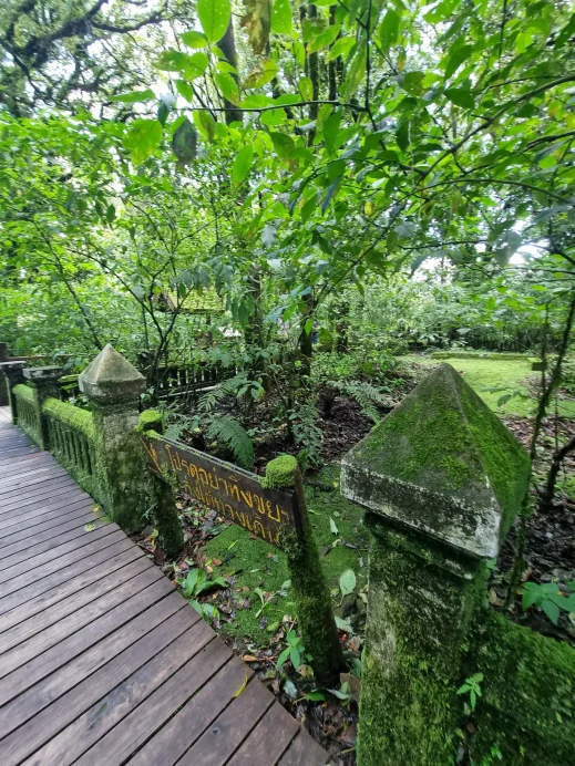 Doi Inthanon, nature trail, grassy wall