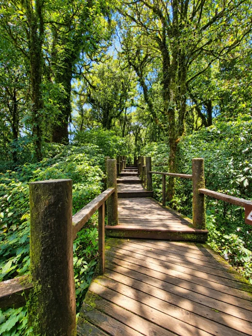 Doi Inthanon, nature trail, steps