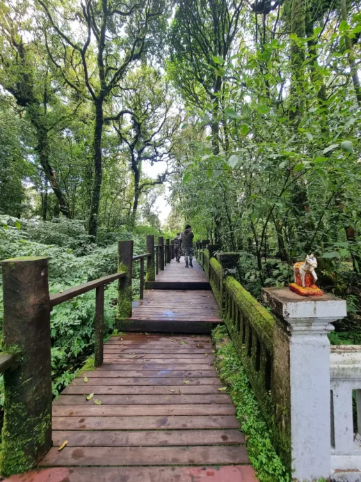 Doi Inthanon, nature trail, wooden walk