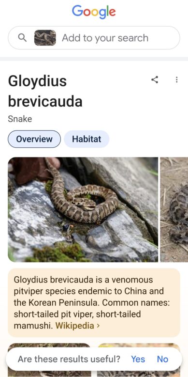 Gloydius brevicauda is a venomous_pitviper