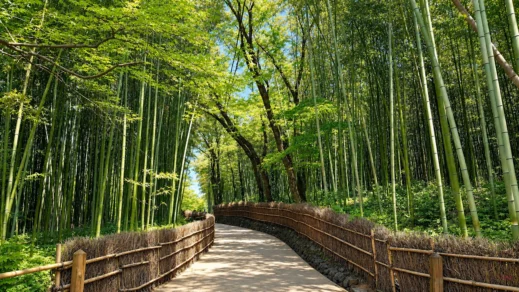 Juknokwon Garden, Damyang, Bamboo Forest