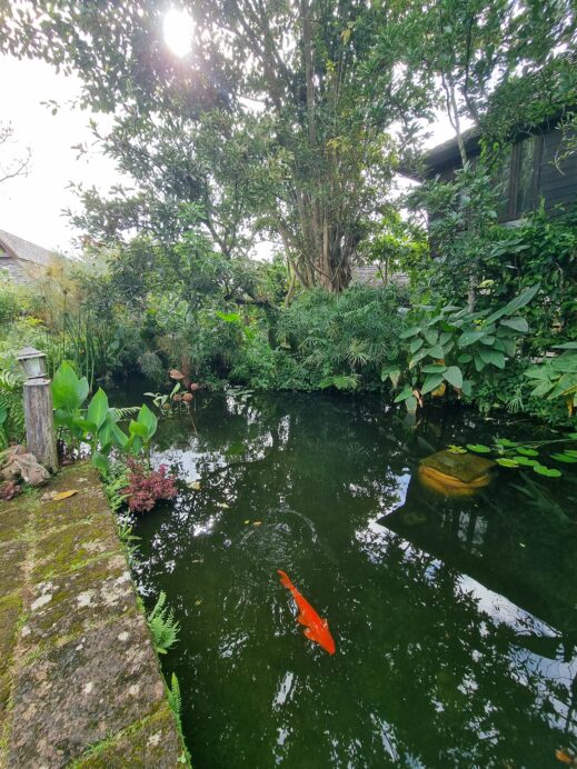 Mon Jam Chiang Mai koi pond2
