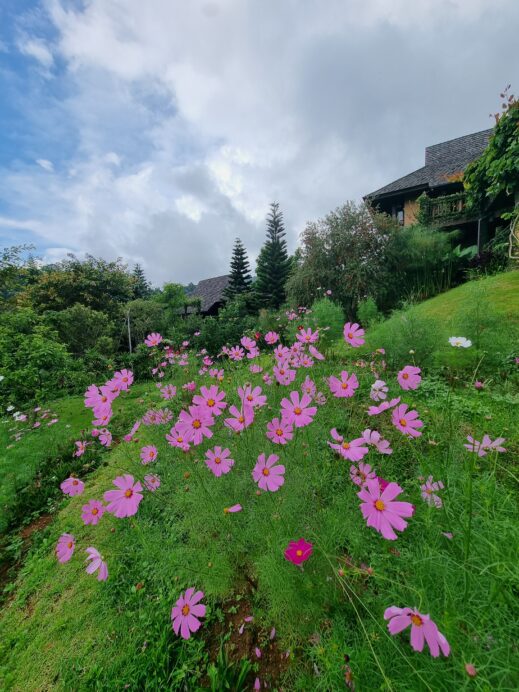 Mon Jam Chiang Mai pink flowers