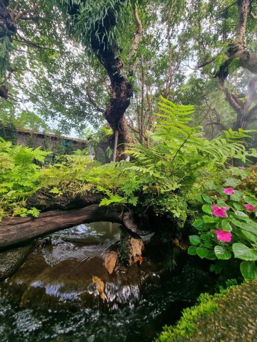 lush forest themed under log at Chom Cafe
