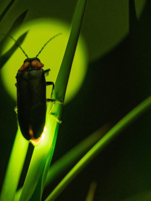 fireflies-in-Muju-1