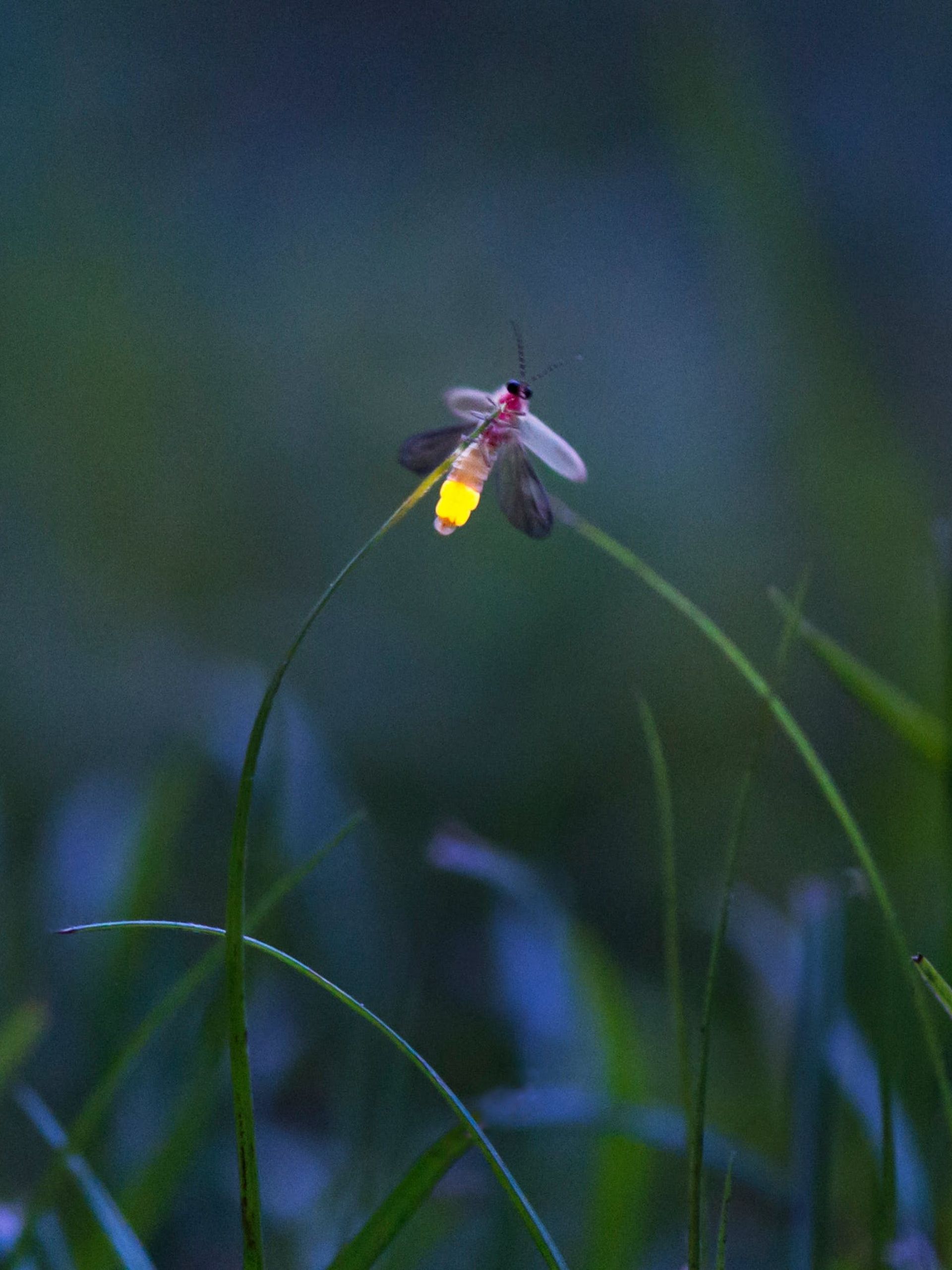 fireflies-in-Muju-2