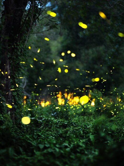 fireflies-in-Muju