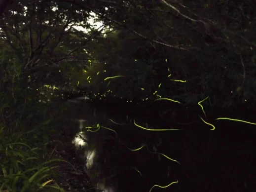 firefly-lights