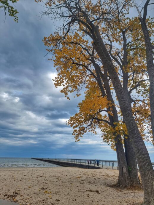 Charlotte Pier tree on beach