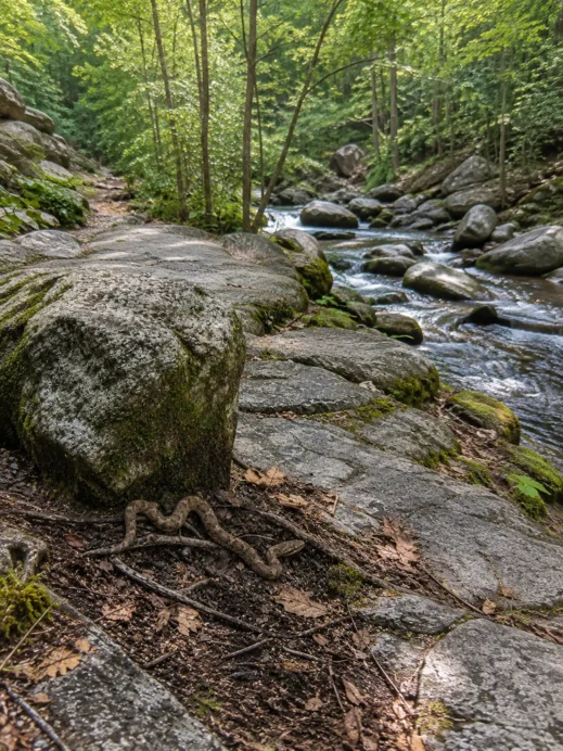 day camping, poisonous snake, stream, South Korea