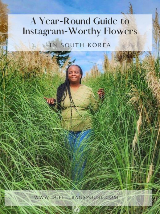 Passionate about pampas grass? Explore South Korea's vibrant flower blooming calendar with this Year-Round Guide to Instagram-Worthy Flowers.