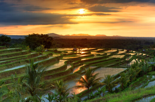 Bali-rice-fields-519x342 A Year in Asia: Must-See Adventures and Unforgettable Journeys