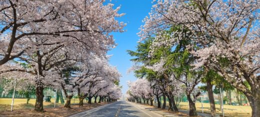 flowers in South Korea- herry blossoms on Camp Walker in March-April
