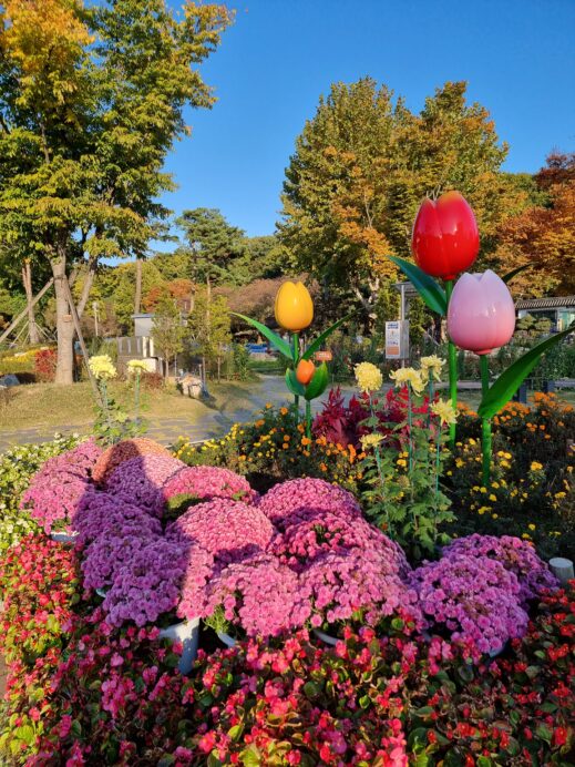 Chrysanthemum-tulip-samunjin-pier
