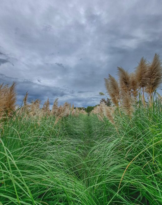 Pampass Grass path