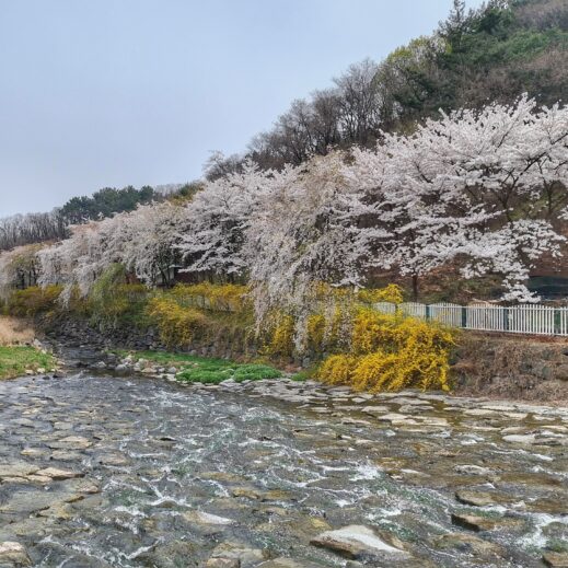 Uksucheon Stream left, forsythia blooms