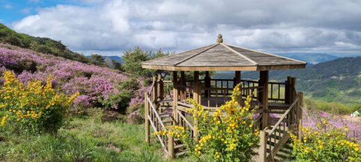 azaleas and forsynthia-flowers in South Korea