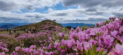 azaleas with mountin- flowers in South Korea