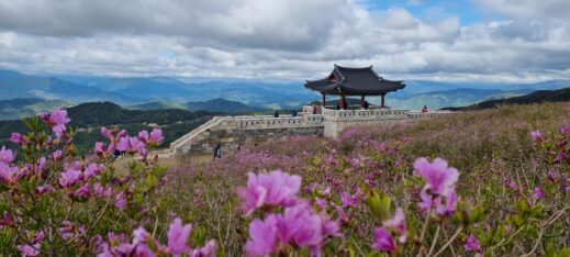 azaleas with wall- flowers in South Korea