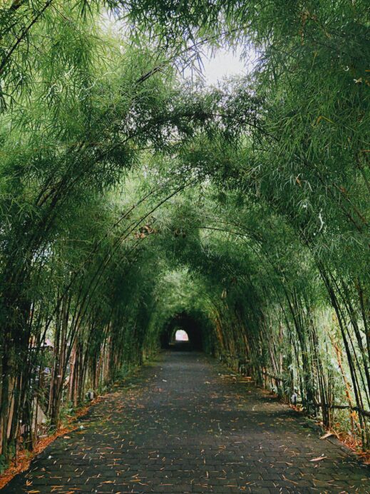 bamboo-tree-arch