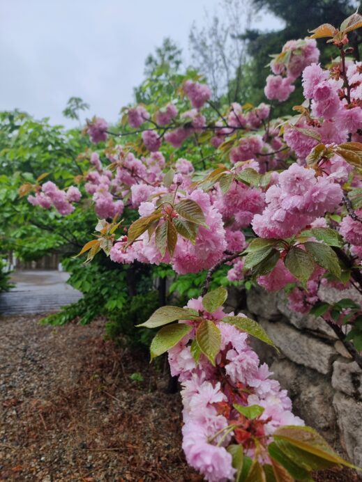 cherry-blossoms-at-dragon-temple-pohang