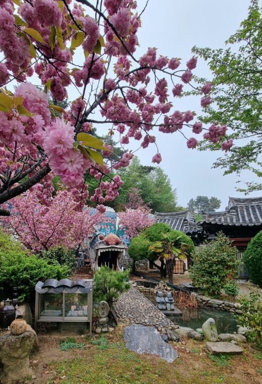 double-cherry-blossoms-at-dragon-temple