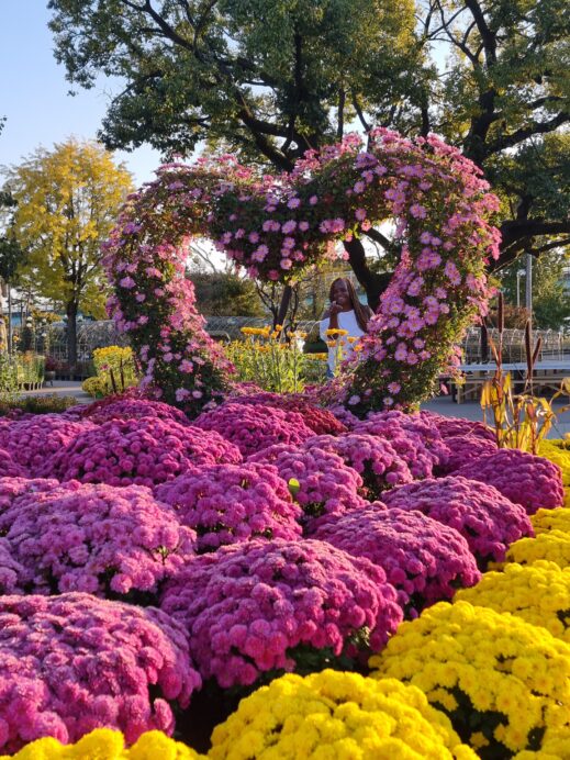 heart-Chrysanthemum